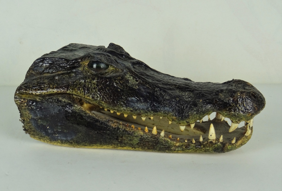 Taxidermy Crocodile Head